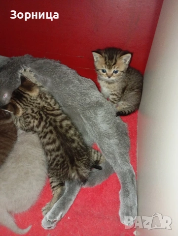 Британски късокосмести табита