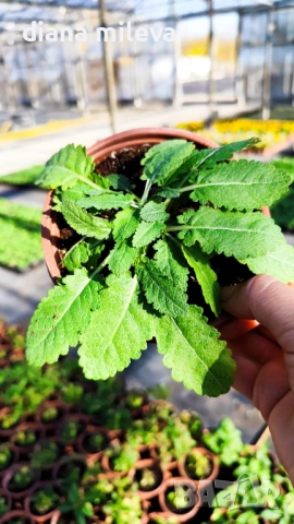 Салвия „Blue Marvel“, Градински чай, многогодишна, снимка 8 - Градински цветя и растения - 52434096