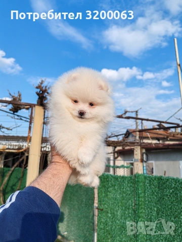 Померан мъжко 