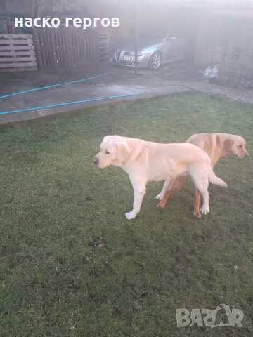 лабрадор за разплод, снимка 5 - Лабрадор ретривър - 52281708