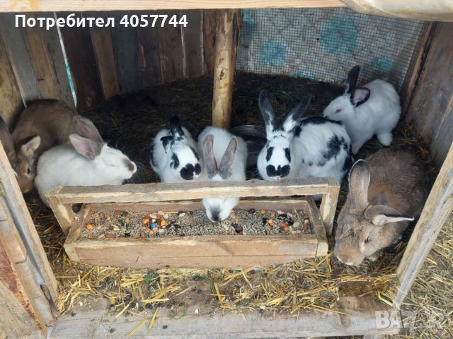 Зайци, снимка 4 - Други животни - 45162929