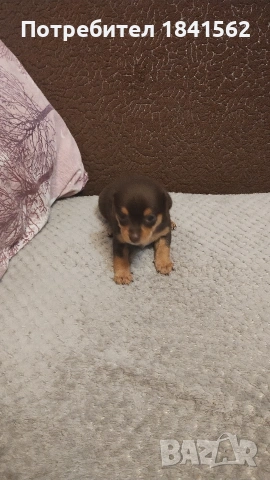 Продават се пинери, снимка 2 - Пинчер - 53890788