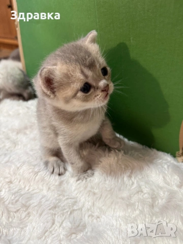 Колор пойнт коте 