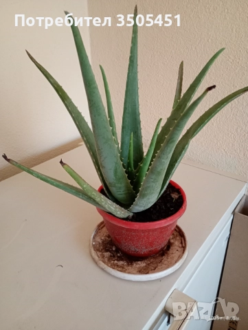 Лечебно алое вера 