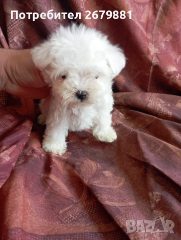 Мини малтезер, снимка 4 - Болонка - 54235806