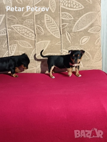 Пинчер мини , снимка 16 - Пинчер - 53690500