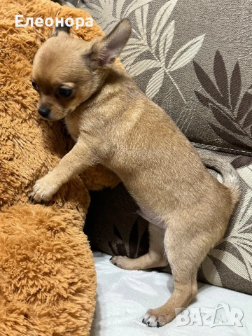 Мини Чихуахуа Момченце Шоколадов ген