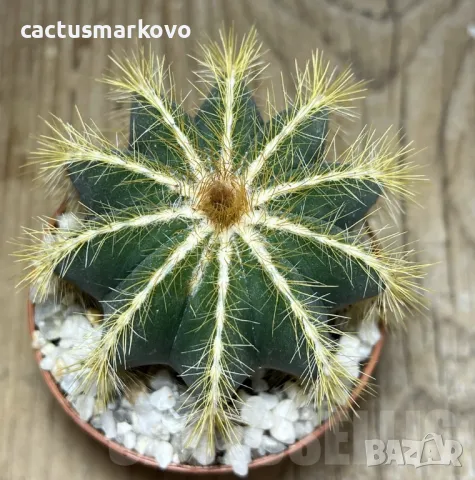 Notocactus magnificus, снимка 4 - Стайни растения - 48036580