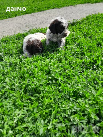 Lagotto Romagnolo, снимка 6 - Шпаньоли - 45942183