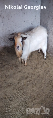 Мини холандски козел , снимка 3 - Кози - 53171408