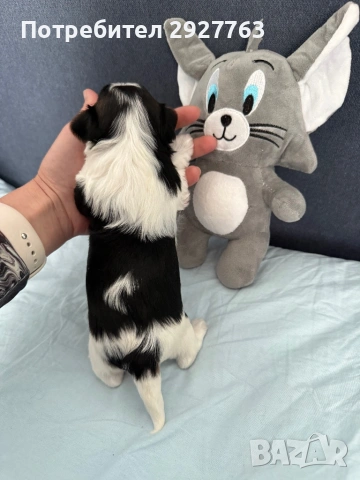 Йоркширски териер бивер, снимка 4 - Йоркширски териер - 53721743