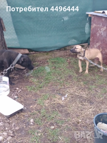  родословно питбулче 8месеца, снимка 7 - Питбул - 53084414