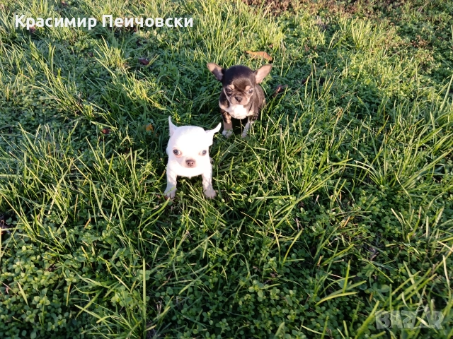 мъжко чихуахуа. , снимка 2 - Чихуахуа - 52614127