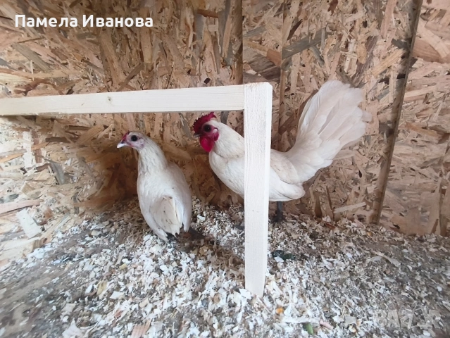 Яйца от зибрайт , снимка 3 - Кокошки и пуйки - 54169432