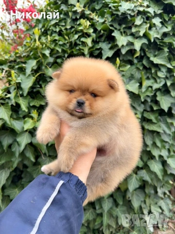 Померан момче. Померанче