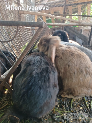 Зайци - порода Кочоват, снимка 3 - Други животни - 53624346