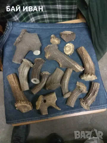 ИЗРЕЗКИ ОТ РОГА , снимка 3 - Декорация за дома - 50041849