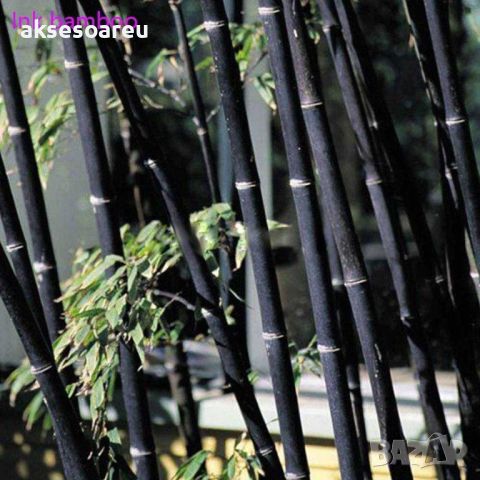 100 бр. бамбукови семена - Phyllostachys nigra - Издръжлив рядък вид вечнозелен черен бамбук, снимка 15 - Сортови семена и луковици - 46470712