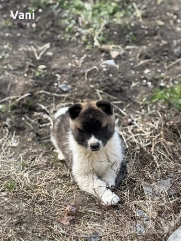 Америкаска акита женски и женско, снимка 8 - Акита - 53165395