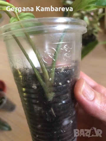 Philodendron Gloriosum Snow Leopard , снимка 5 - Стайни растения - 50749229