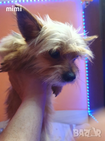 Йоркширски териер йорки + подарък