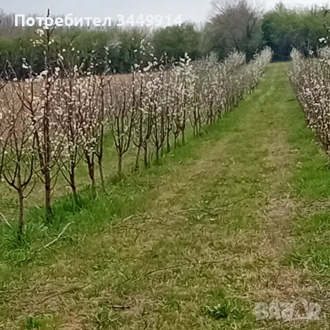 Овощни градини био- сливи до Правец, снимка 5 - Земеделска земя - 50220274