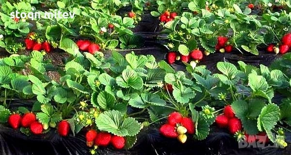 разсад ягоди малиби и капини, снимка 5 - Сортови семена и луковици - 53750922