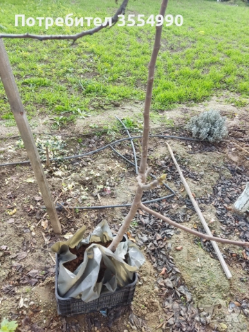 Смокиня - фиданки