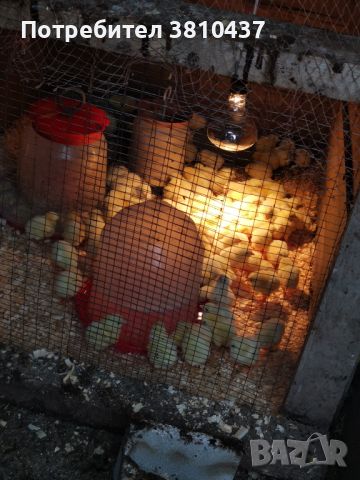 продавам пилета бройлери много са хубави , снимка 2 - За птици - 45647221