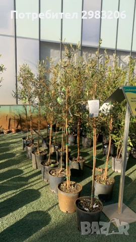 Продавам маслинови дръвчета и овощни дръвчета, снимка 3 - Градински цветя и растения - 53890668
