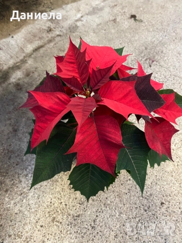 Коледна звезда