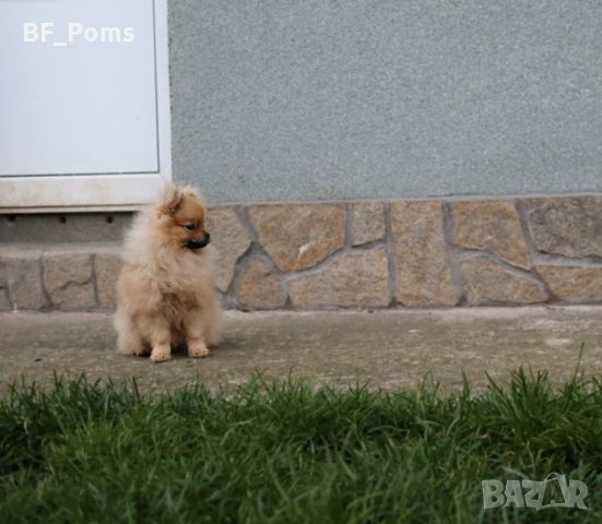 Миниатюрно момиченце померан с родословие FCI, снимка 8 - Померан - 50219721