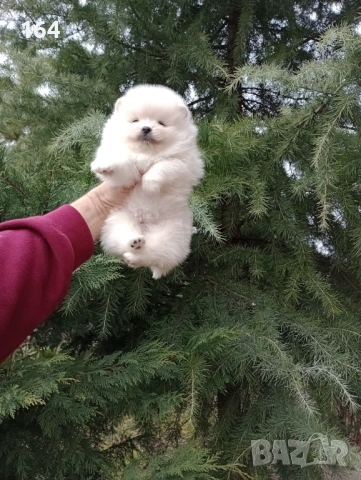 Померани. Мини момиченце и момченце.