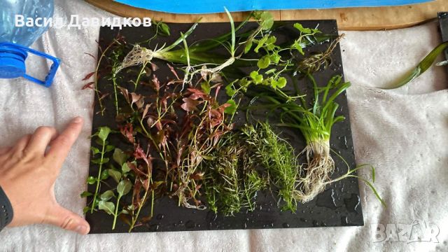 Пакет растения над 15 вида лесни за отглеждане, снимка 14 - Оборудване за аквариуми - 45264173