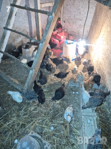 Продавам селски пилета , снимка 2 - Кокошки и пуйки - 54140433