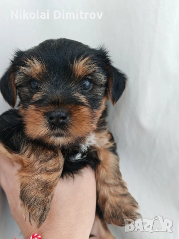 продавам йоркита