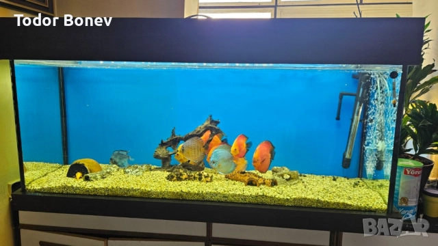 продавам аквариум 300литра, снимка 2 - Аквариуми - 51858737