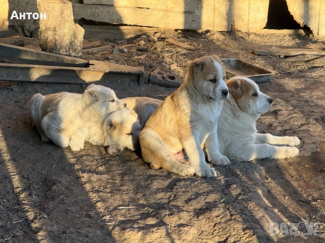 Алабай (Средно Азиатска овчарка), снимка 2 - Алабай - 52940508