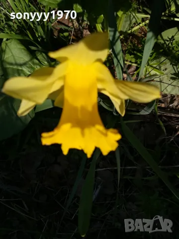 ГРЪМ ОТ НАРЦИСИ 25БР С ЛУКОВИЦИ 1504250637, снимка 2 - Градински цветя и растения - 49899615