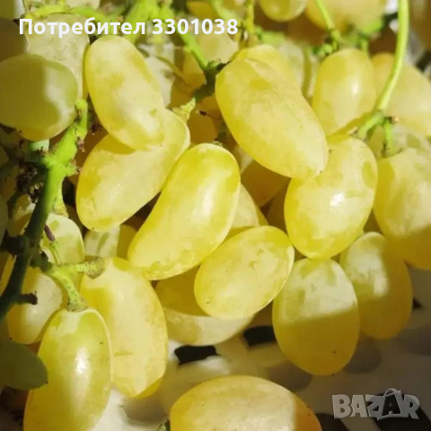 Резници Безсеменно грозде Лоза Кишмиш Голд Фингър Gold Finger, снимка 1 - Градински цветя и растения - 45061253