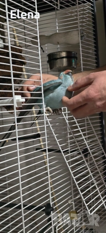 Папагал Александър, снимка 5 - Папагали - 53174997