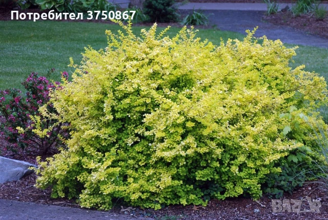🧡🌿☀️ Берберис Тунберга ‘Aurea’ (Berberis thunbergii ‘Aurea’) , снимка 3 - Градински цветя и растения - 54273765