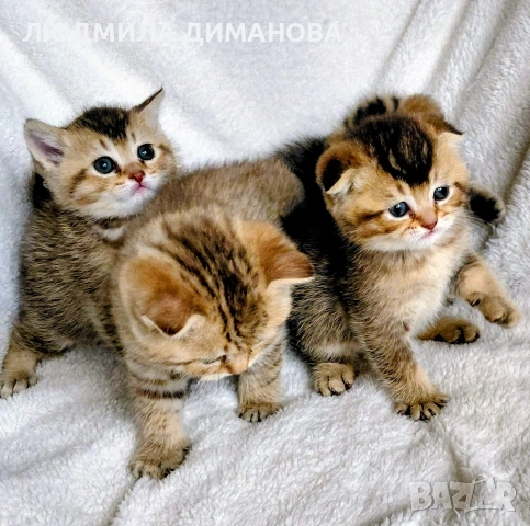 шотландски златни чинчили. , снимка 4 - Британска късокосместа - 53504787