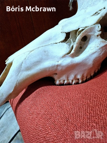 Уникален череп с рога от благороден елен – Колекционерски трофей, снимка 6 - Антикварни и старинни предмети - 53644427