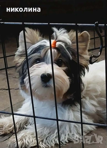 Продавам Йоркширски териер , снимка 8 - Йоркширски териер - 52706932