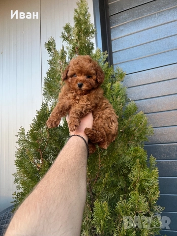 Той пудел, снимка 2 - Пудели - 52529667