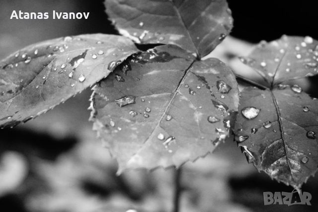 Обектив Sony SEL 16-50mm f/3.5-5.6 PZ OSS, снимка 8 - Обективи и филтри - 52583381