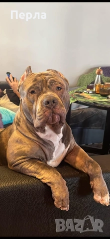 Американско Були ХЛ за разплод, снимка 11 - Други - 48276659