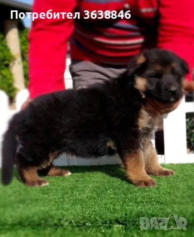 Немска овчарка