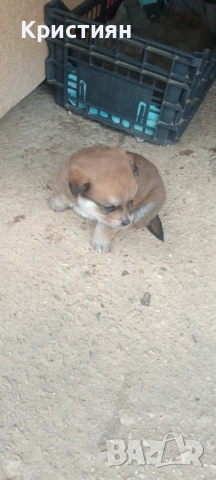 Подарявам три малки кученца , снимка 6 - Джак ръсел териер - 53948675